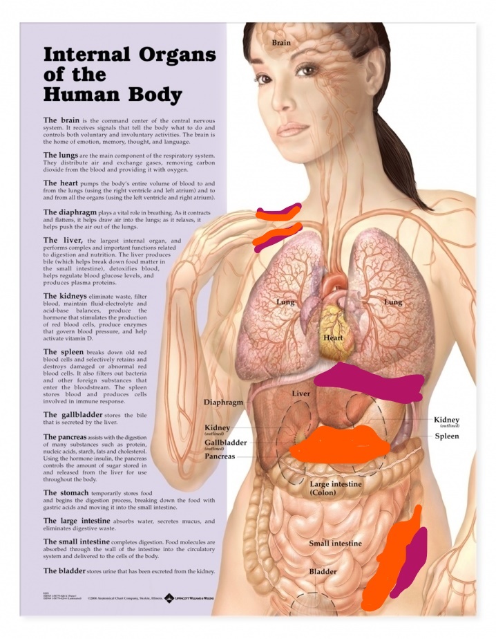 female pain points v2