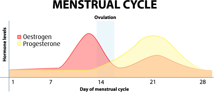 Menstrualcyclegraph..fw